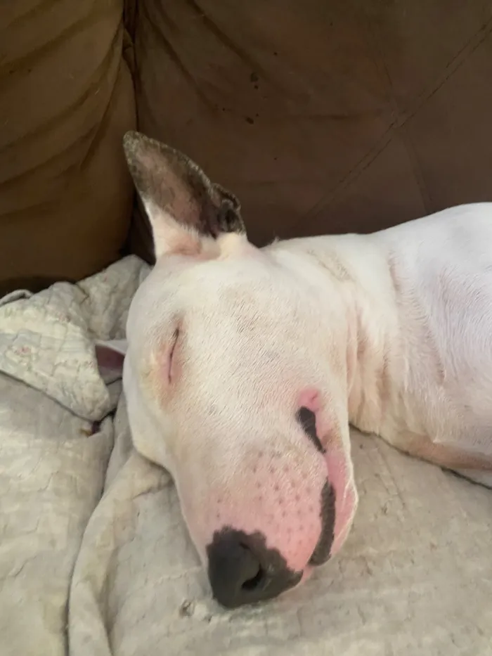 Cachorro raça SRD-ViraLata idade 5 anos nome Laika