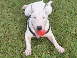 Cachorro raça SRD-ViraLata idade 5 anos nome Laika