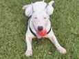 Laika