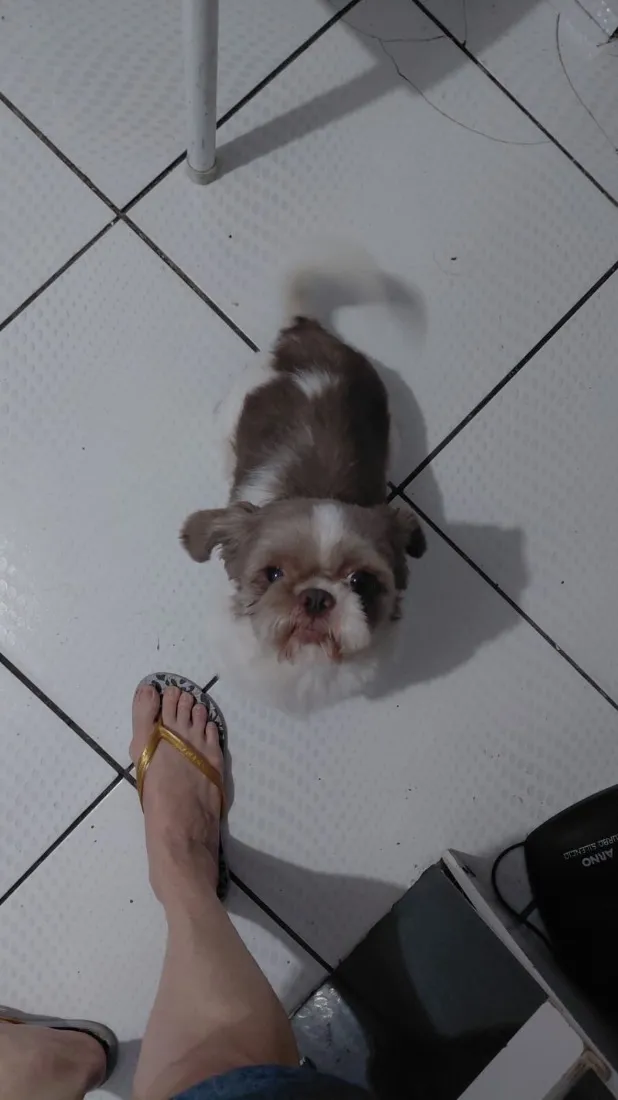 Cachorro raça Shitzu idade 6 ou mais anos nome Bingo 