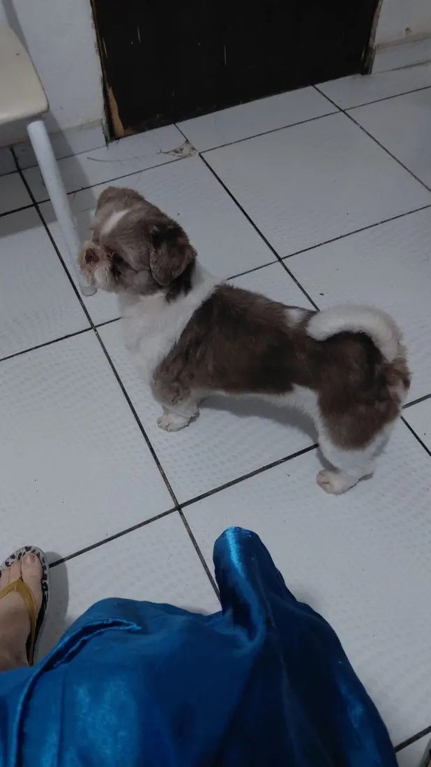 Cachorro raça Shitzu idade 6 ou mais anos nome Bingo 