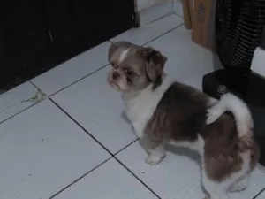 Cachorro raça Shitzu idade 6 ou mais anos nome Bingo 