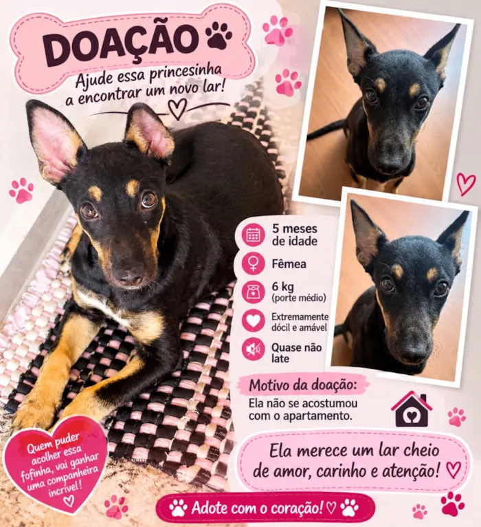 Cachorro raça SRD-ViraLata idade 2 a 6 meses nome Belezinha 