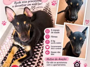 Cachorro raça SRD-ViraLata idade 2 a 6 meses nome Belezinha 