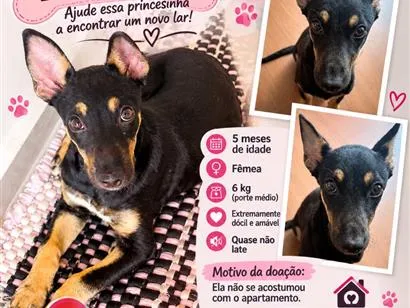 Cachorro raça SRD-ViraLata idade 2 a 6 meses nome Belezinha 