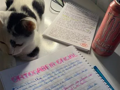 Gato raça SRD-ViraLata idade 2 a 6 meses nome Agnes
