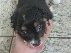 Cachorro raça SRD-ViraLata idade Abaixo de 2 meses nome Jacob