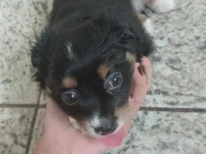 Cachorro raça SRD-ViraLata idade Abaixo de 2 meses nome Jacob