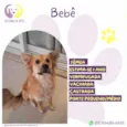 Bebê