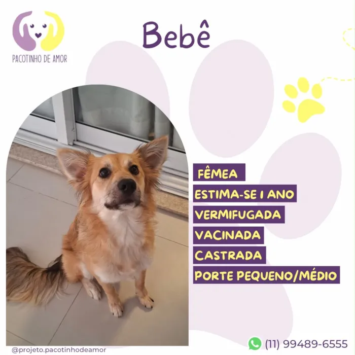 Cachorro raça SRD-ViraLata idade 1 ano nome Bebê