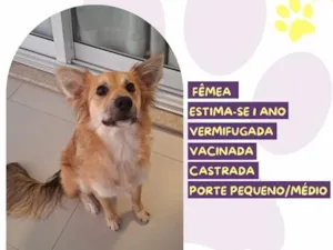 Cachorro raça SRD-ViraLata idade 1 ano nome Bebê