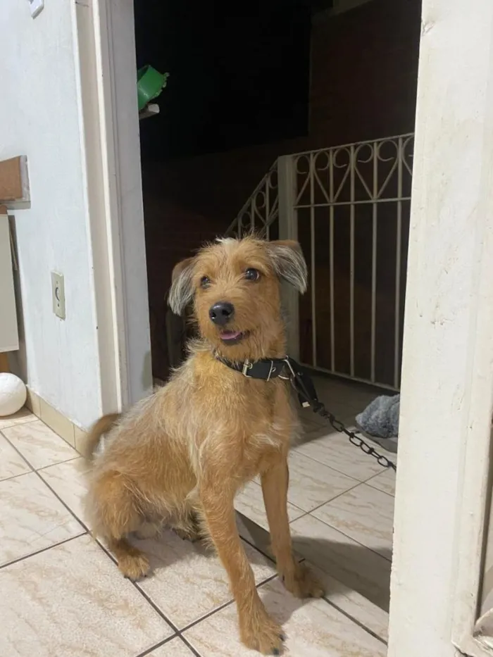 Cachorro raça SRD-ViraLata idade 1 ano nome Macqueen