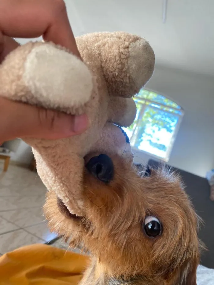 Cachorro raça SRD-ViraLata idade 1 ano nome Macqueen