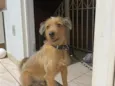 Macqueen