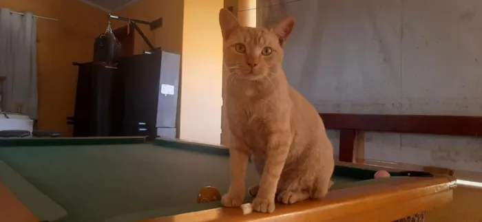 Gato raça SRD-ViraLata idade 1 ano nome Lion