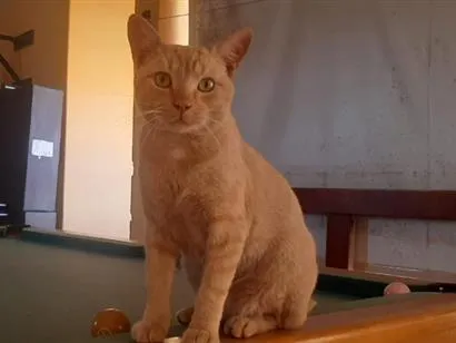 Gato raça SRD-ViraLata idade 1 ano nome Lion