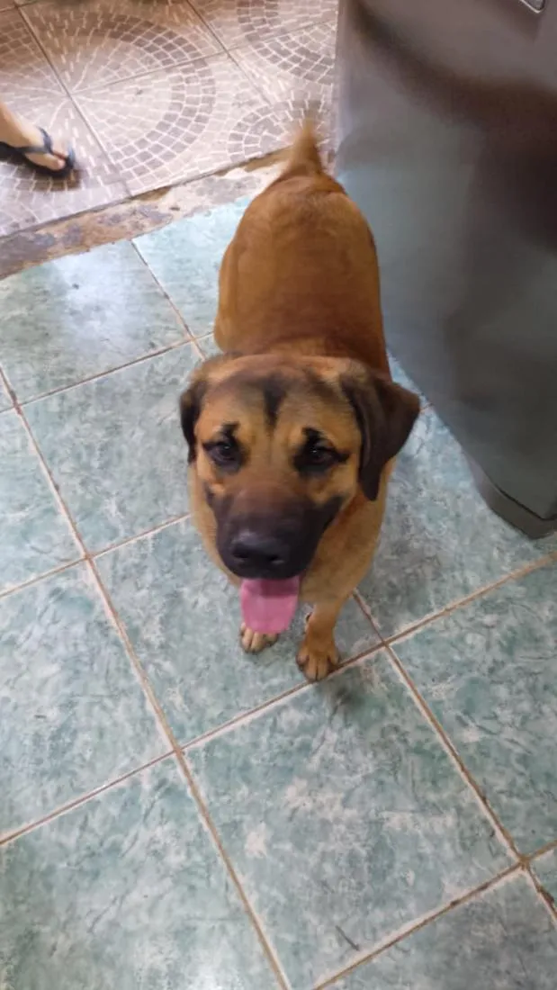 Cachorro raça SRD-ViraLata idade 1 ano nome Paçoca