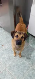Paçoca