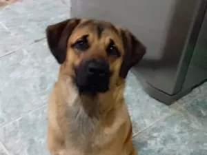 Cachorro raça SRD-ViraLata idade 1 ano nome Paçoca