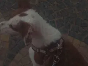 Cachorro raça Maltês idade 1 ano nome bob