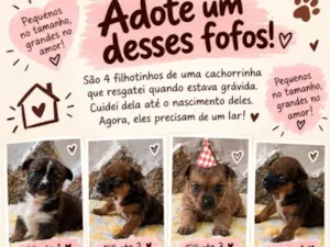 Cachorro raça SRD-ViraLata idade 2 a 6 meses nome Machos e fêmea 