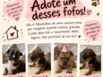 Machos e fêmea