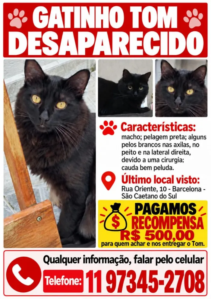 Gato raça SRD-ViraLata idade 2 anos nome Tom