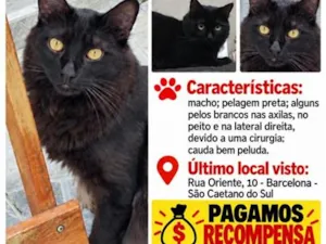Gato raça SRD-ViraLata idade 2 anos nome Tom