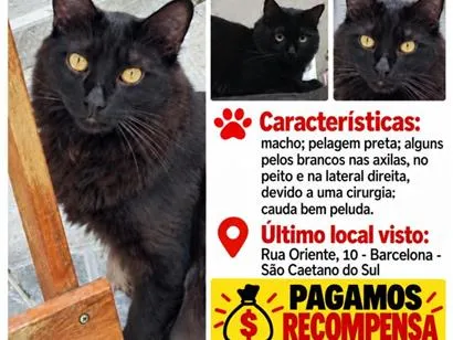 Gato raça SRD-ViraLata idade 2 anos nome Tom