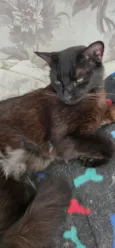 Tom