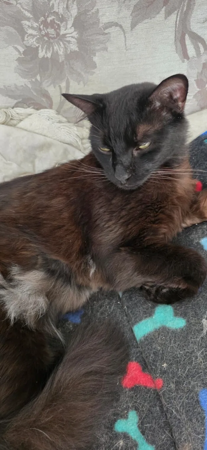 Gato raça SRD-ViraLata idade 2 anos nome Tom