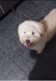 Megui