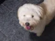 Megui