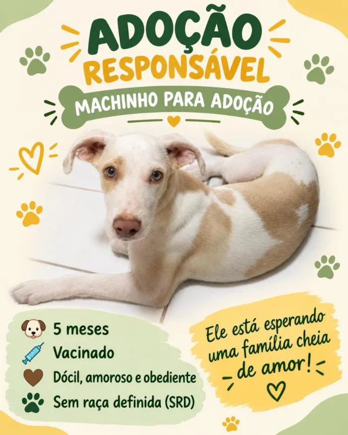 Cachorro raça SRD-ViraLata idade 2 a 6 meses nome galego 