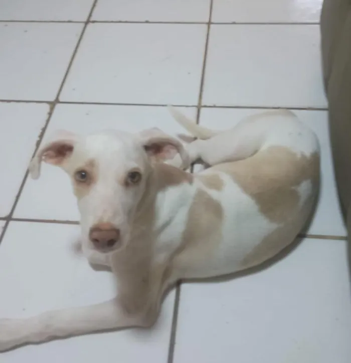 Cachorro raça SRD-ViraLata idade 2 a 6 meses nome galego 