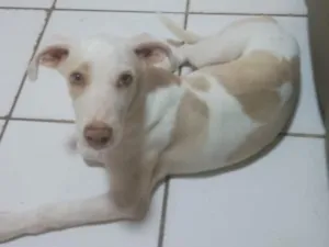 Cachorro raça SRD-ViraLata idade 2 a 6 meses nome galego 