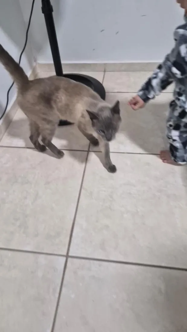 Gato raça Siamês idade 1 ano nome nao tem nome