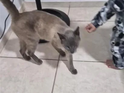 Gato raça Siamês idade 1 ano nome nao tem nome