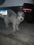 Marshow
