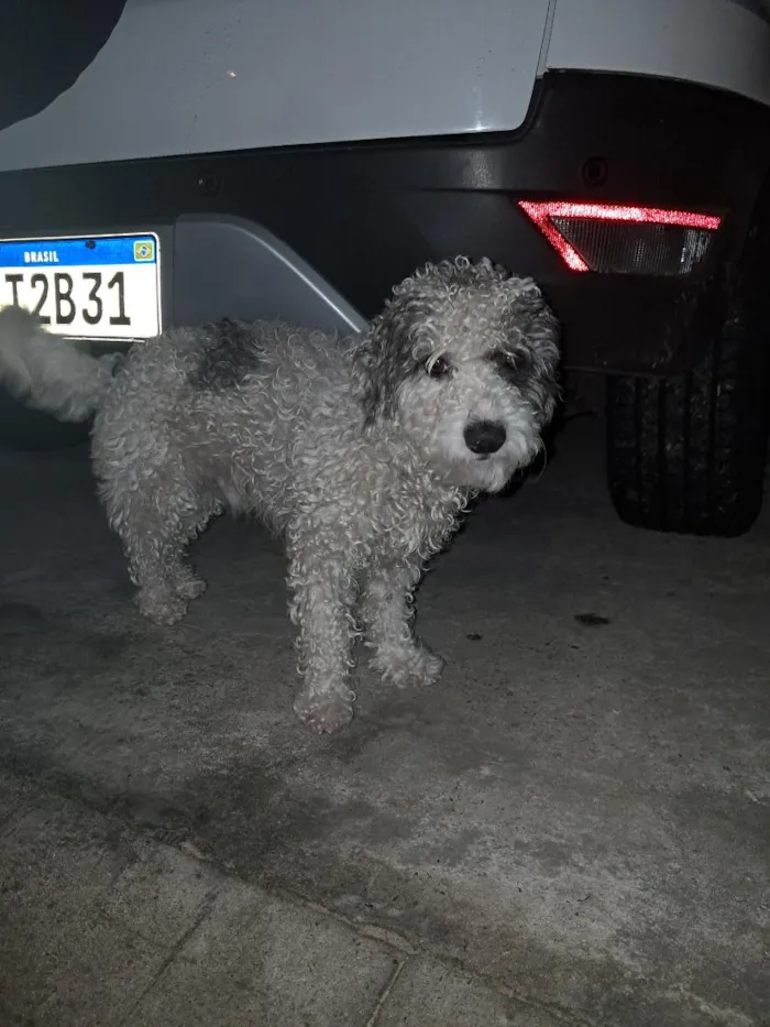 Cachorro raça Poodle idade 2 anos nome Marshow