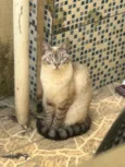 nala
