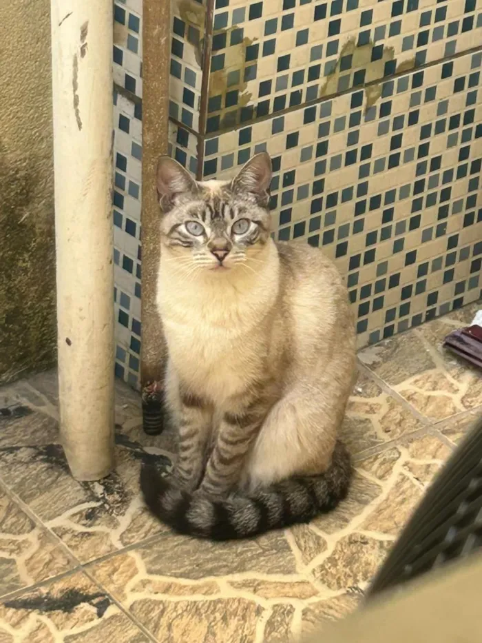 Gato raça Siamês idade 1 ano nome nala