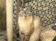 nala