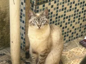 Gato raça Siamês idade 1 ano nome nala