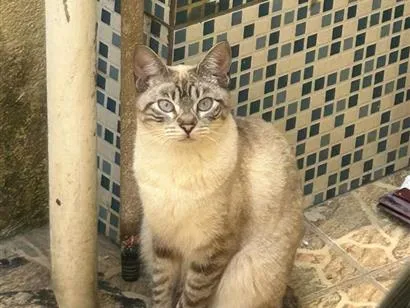 Gato raça Siamês idade 1 ano nome nala