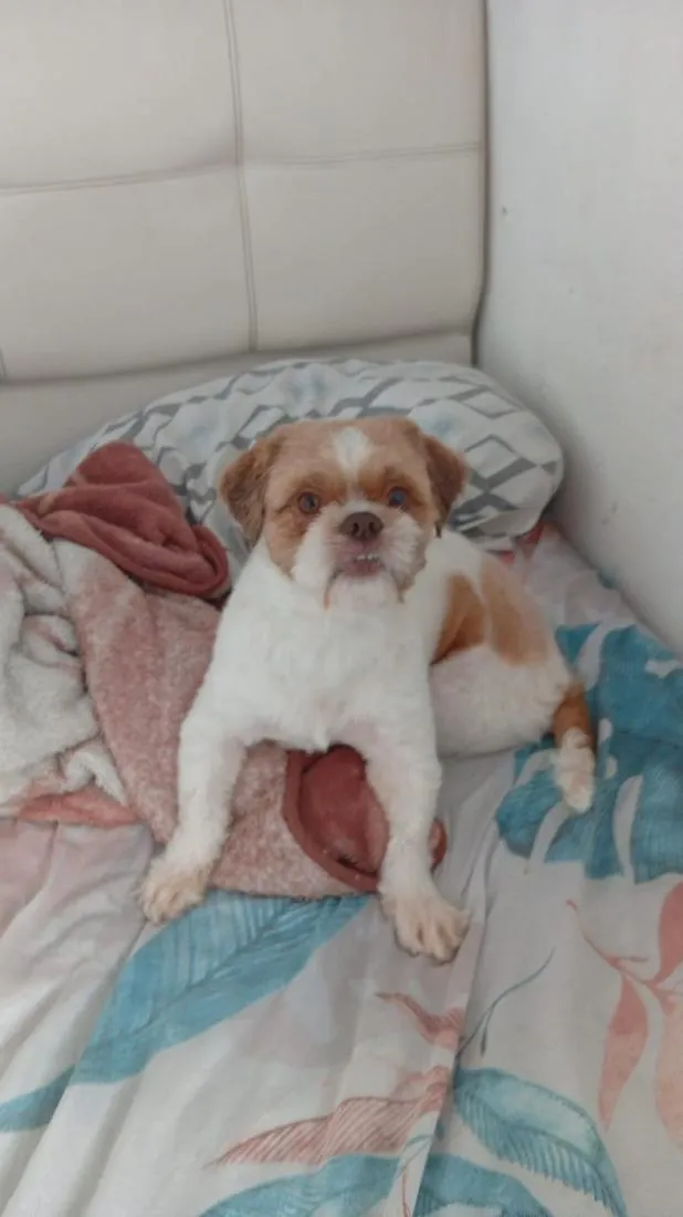 Cachorro raça Shitzu idade 2 anos nome Melão