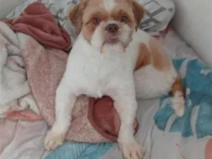Cachorro raça Shitzu idade 2 anos nome Melão