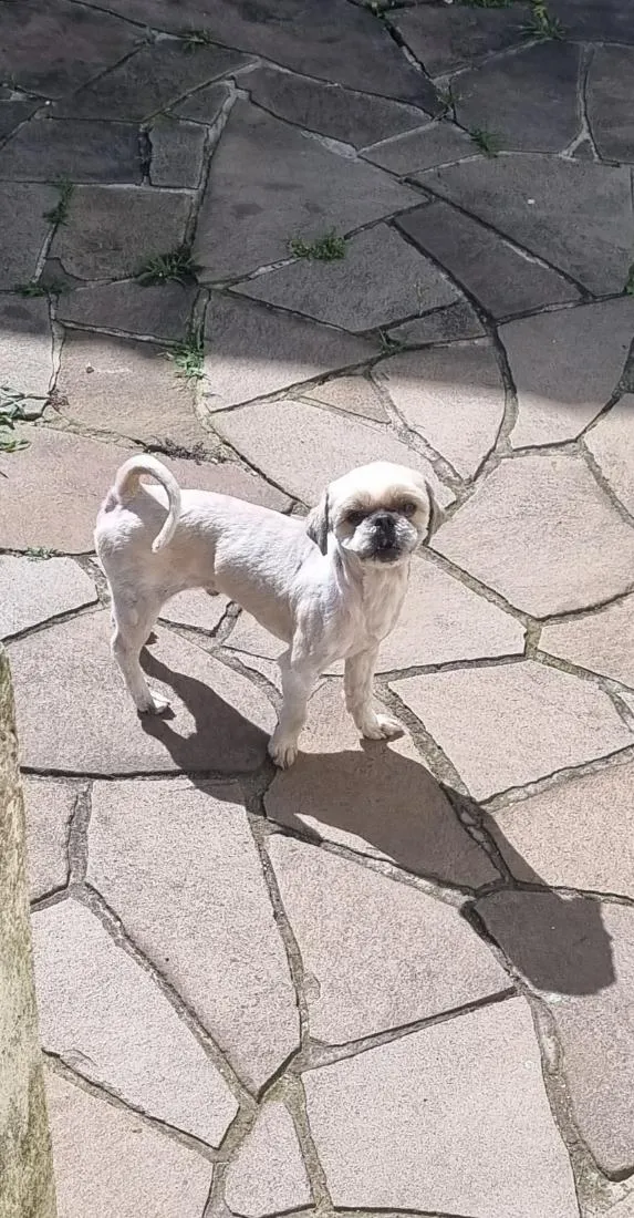 Cachorro raça Shitzu idade 4 anos nome Olaf