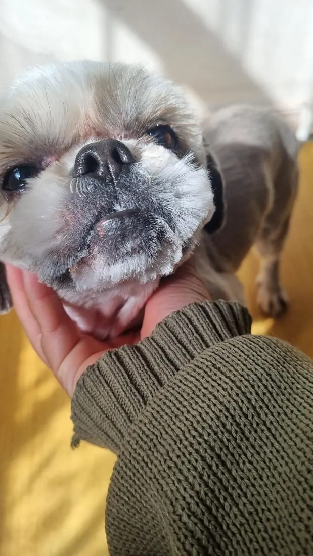 Cachorro raça Shitzu idade 4 anos nome Olaf