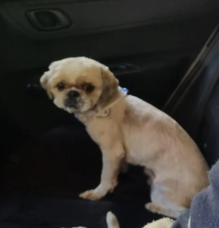 Cachorro raça Shitzu idade 4 anos nome Olaf